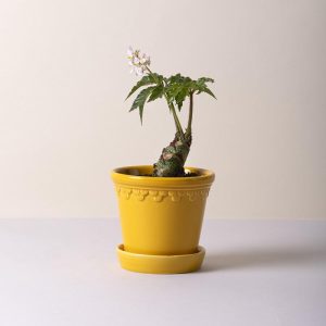 Bergs Potter Kobenhavner Glazed Amber Yellow Pot and Saucer