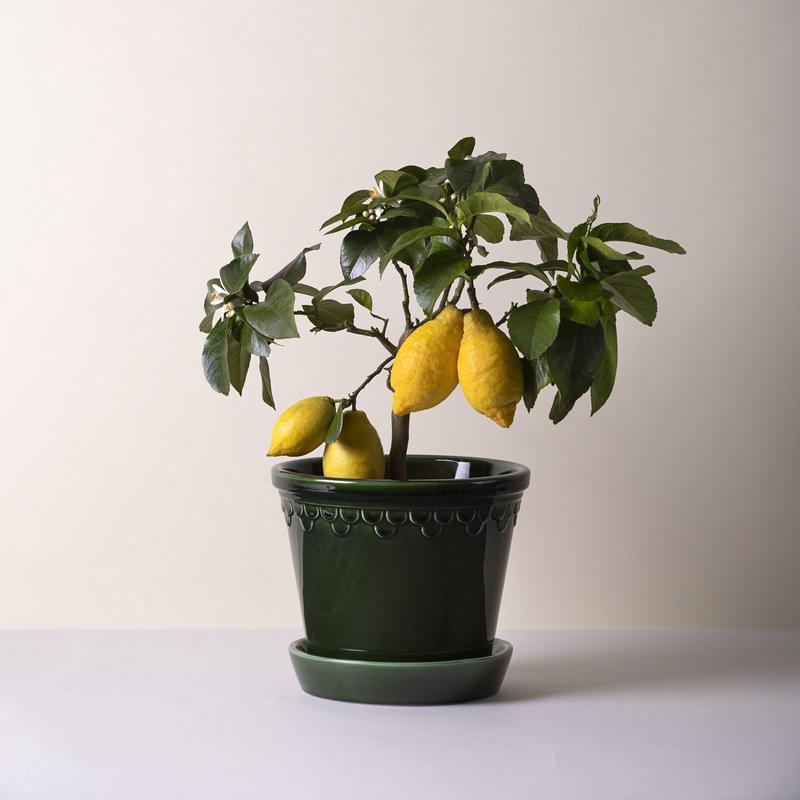 Bergs Potter Kobenhavner Glazed Emerald Green Pot and Saucer