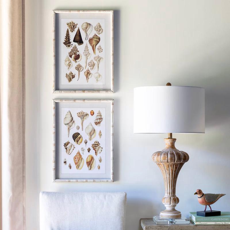 Seashell Collection Prints