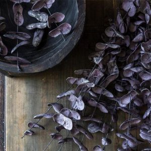 36" Eucalyptus Plum Stem