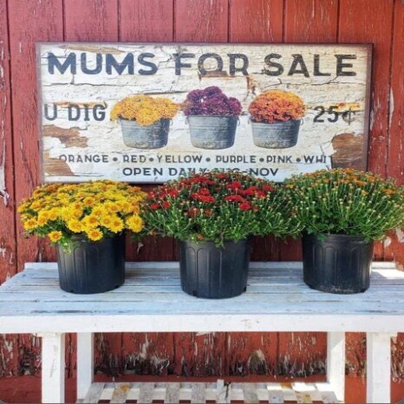 Mums For Sale Canvas Wall Art - Choose Size
