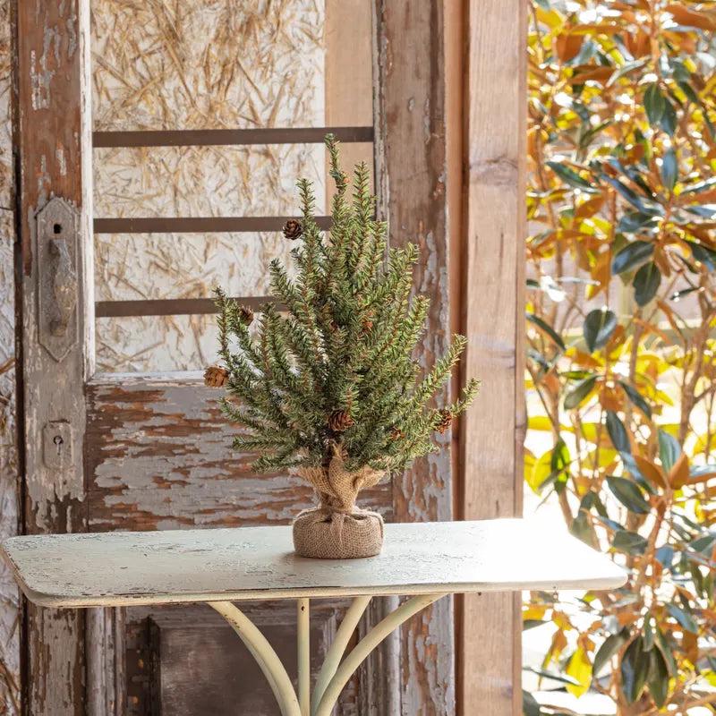 18" Douglas Fir Seedling