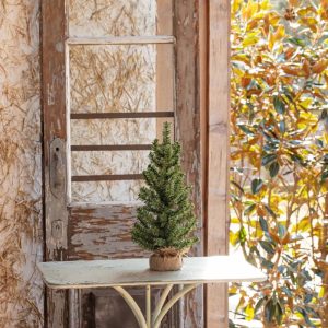 18" Frasier Fir Seedling