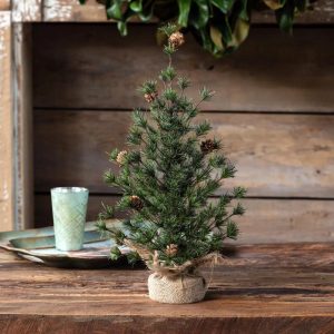18" Spruce Fir Seedling