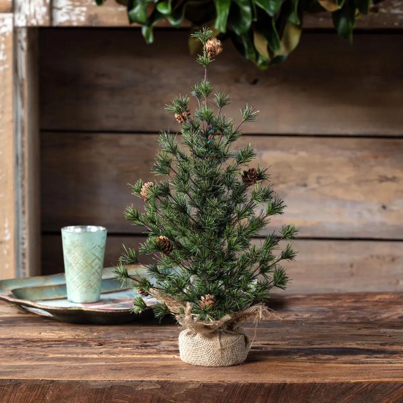 18" Spruce Fir Seedling
