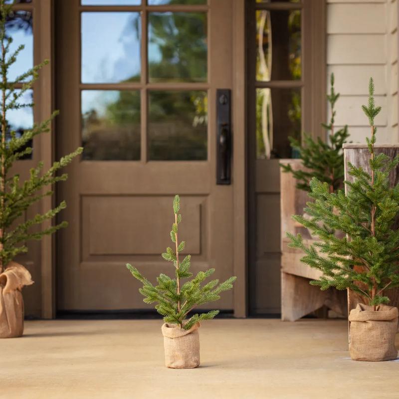 23" Woodland Fir Seedling