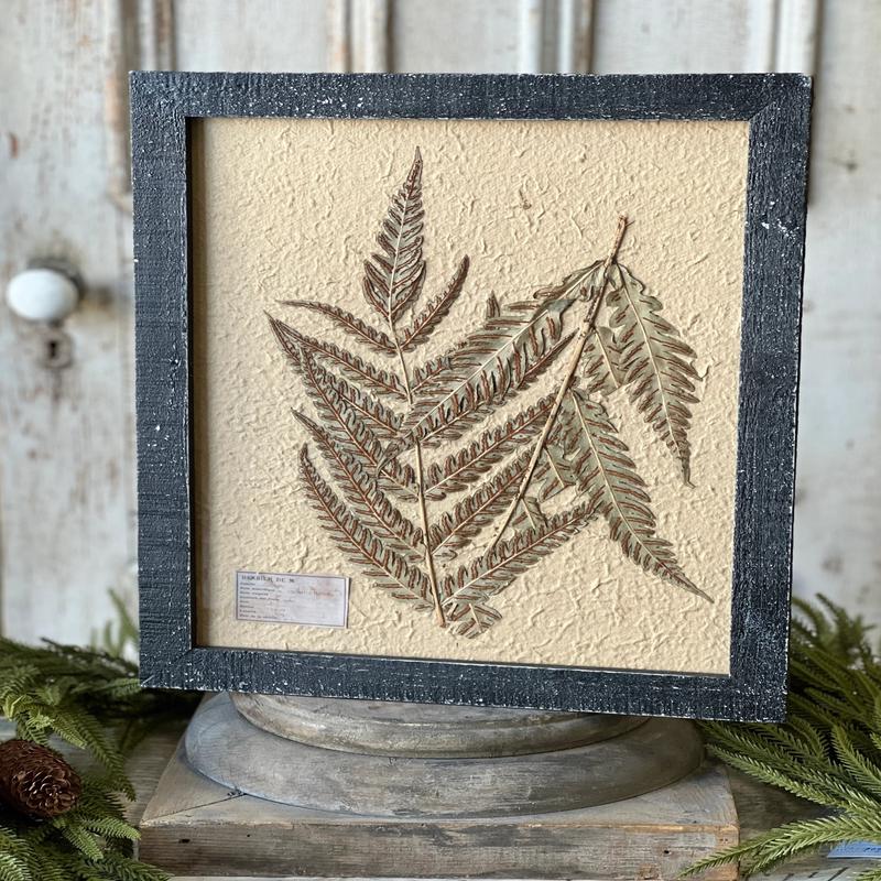19.5" Framed Herbarium No. 1