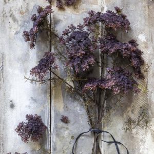 31" Purple Queen Anne's Lace Stem