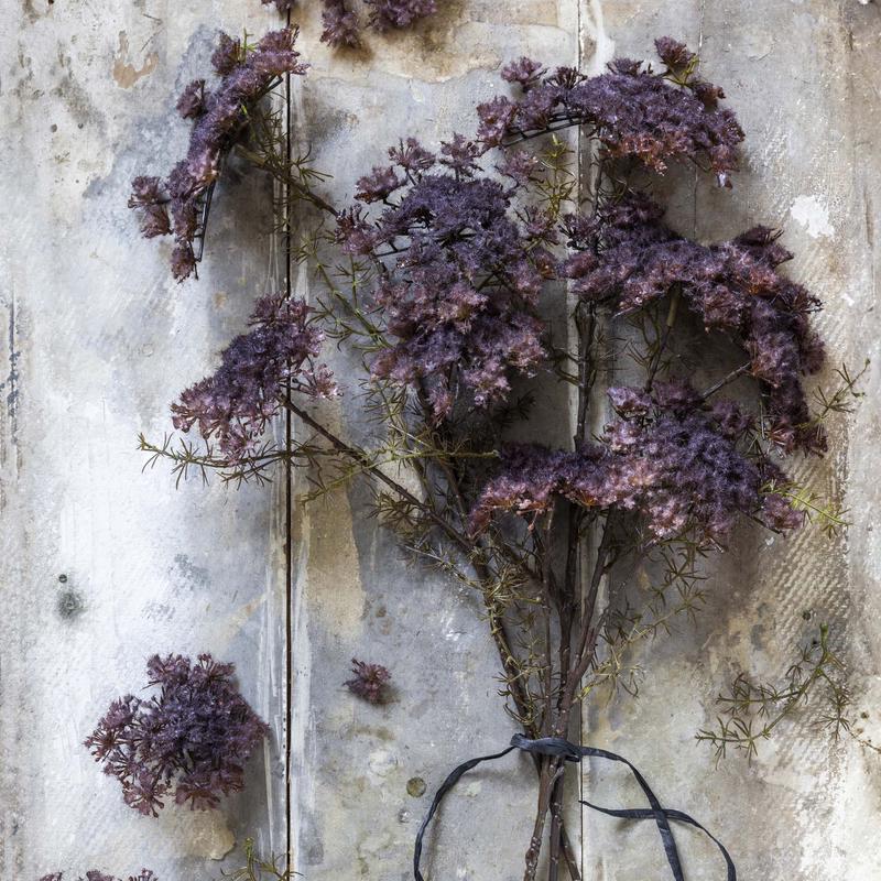 31" Purple Queen Anne's Lace Stem