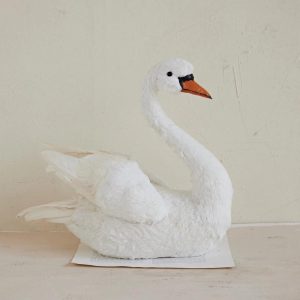 Large Feathered Swan