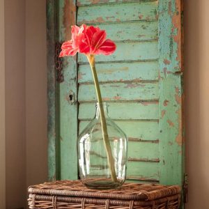 29" Pink Amaryllis Stem