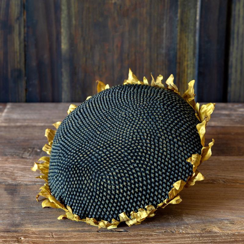 Large Sunflower Head