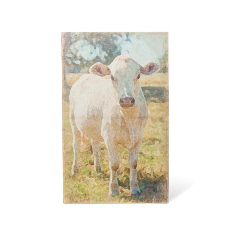 Charolais Cow Canvas Print - More coming soon
