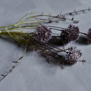 Purple Melaleuca Flower Stem