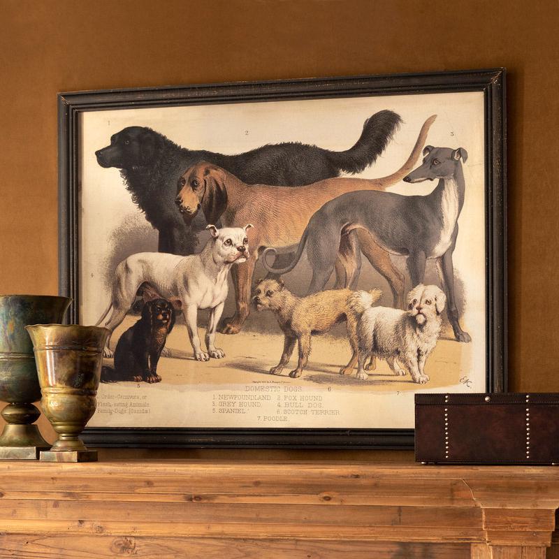 Domestic Dogs Large Framed Print - More coming soon