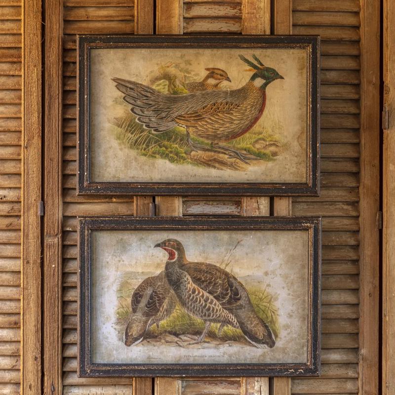 Set of 2 Framed Pheasant Prints-More Coming Soon