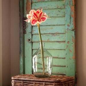 29" Amaryllis Stem - Candy Cane