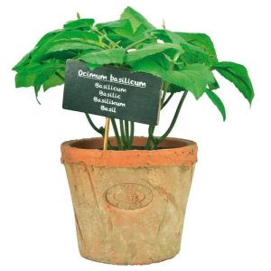 Herb Pot with Basil - Large