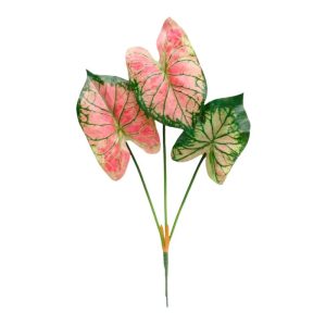 18" Watermelon Caladium Stem - More Coming Soon