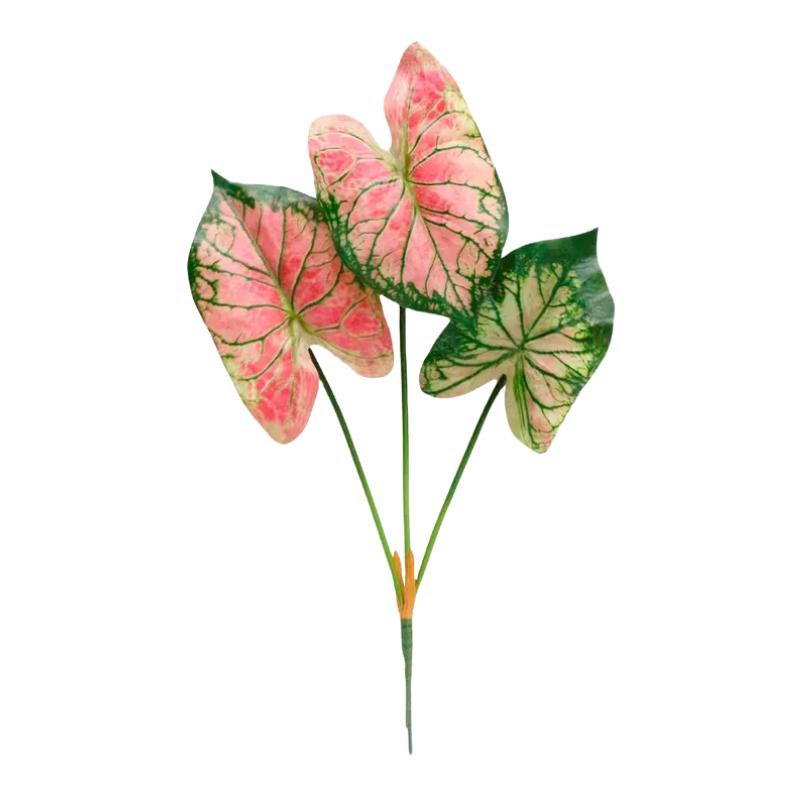 18" Watermelon Caladium Stem - More Coming Soon
