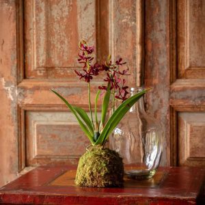 Maroon Small Orchid Large Moss Ball - More Coming Soon