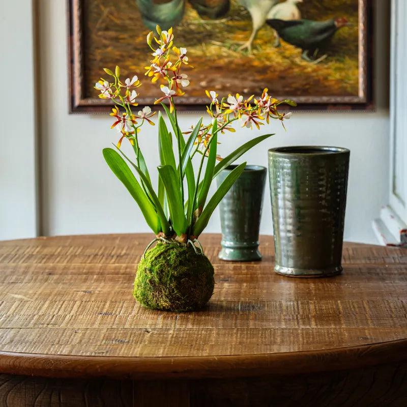 Mini Vanda Orchid in Moss Ball Large Golden Amethyst - More Coming Soon