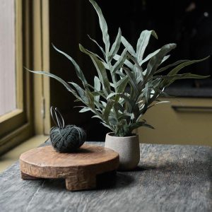 17" Potted Eucalyptus