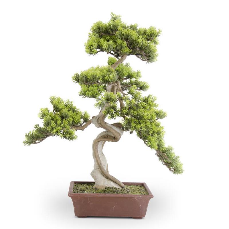 20" Bonsai Tree in Rectangle Pot