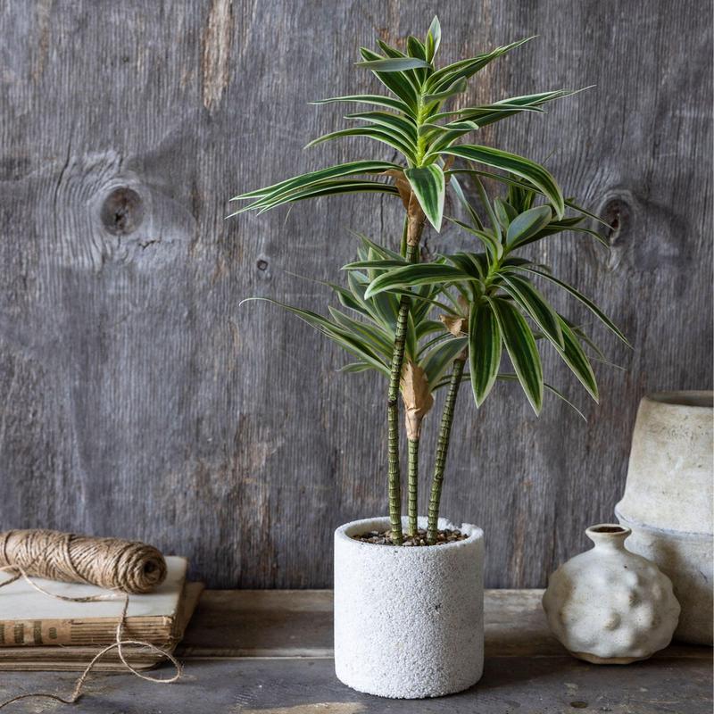 21.5" Dracena Plant