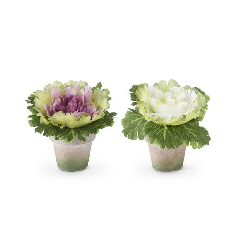 6" Potted Cabbage - Choose White or Purple