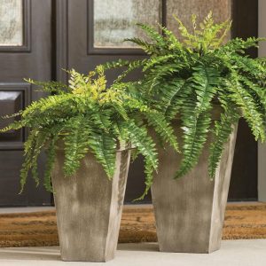 Lush Boston Fern Pick