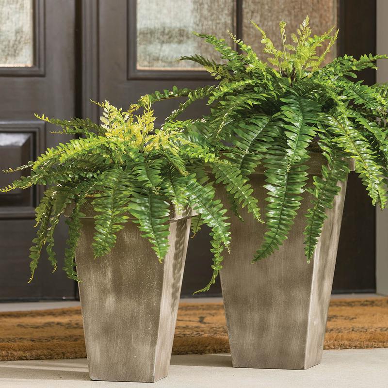 Lush Boston Fern Pick