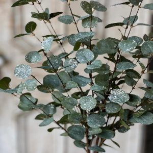 35" Crisp Air Eucalyptus Bundle with Frost Effect