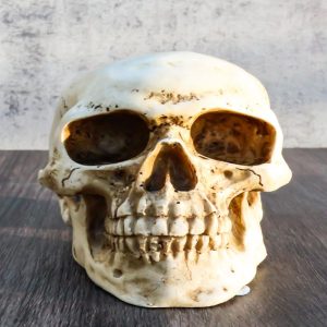 Ebros Paleoanthropology Homosapien Mini Skull Collectible Figurine 4.5"L