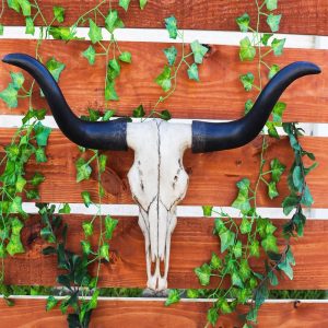 Ebros Large 27"Wide Longhorn Steer Cow Skull Wall Head Hanging Sculpture Plaque