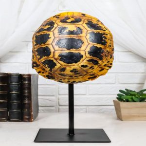 Nautical Reptile Yellow Elongated Tortoise Shell Sculpture On Museum Art Stand