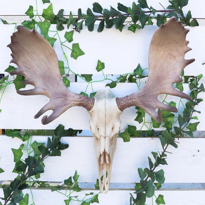Czar North American Bull Moose Skull Wall Decor 22"Wide Wall Mount Plaque Art