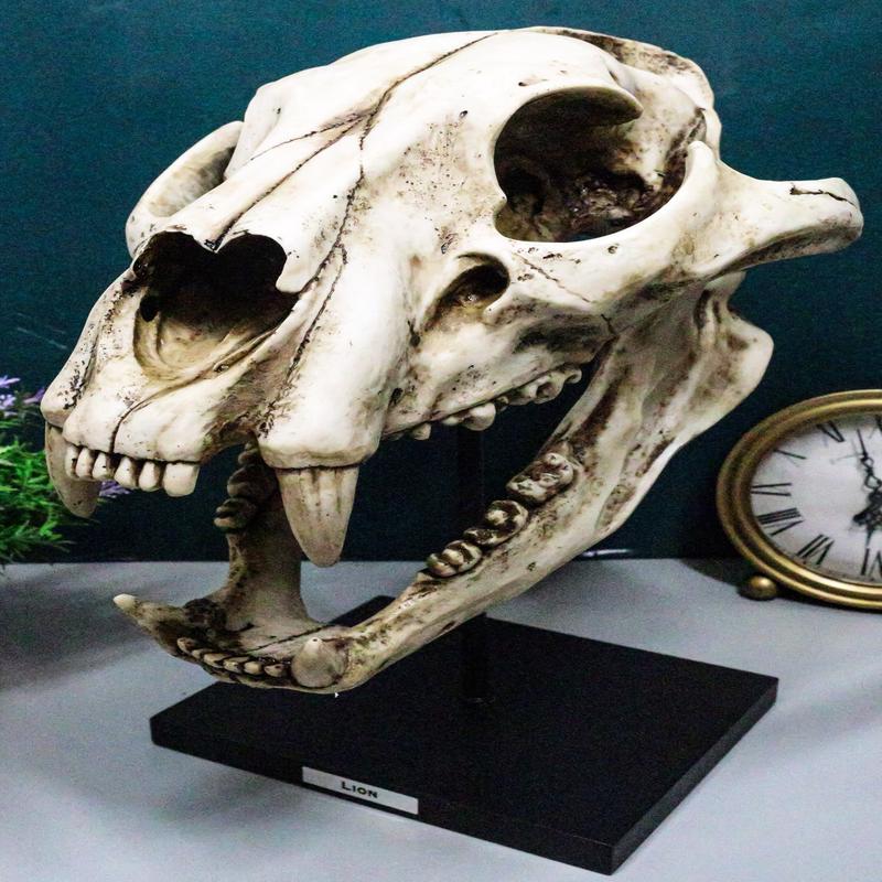 African Lion Fossil Skull Baring Jaws and Teeth Statue On Museum Pole Mount 14"H