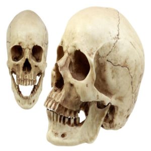Anatomical Homosapien Jointed Skull With Removable Jaw Figurine Bone Science 7"L