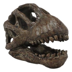 Faux Taxidermy Replica Brachiosaurus Dinosaur Head Fossil Small Skull Figurine