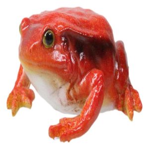 Amphibian Wild Creatures Realistic Northern Red Legged Frog Decorative Figurine