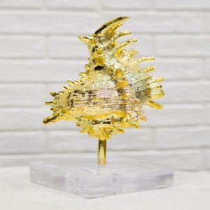 Nautical Marine Coral Golden Conch Large Sea Shell Sculpture With Acrylic Base