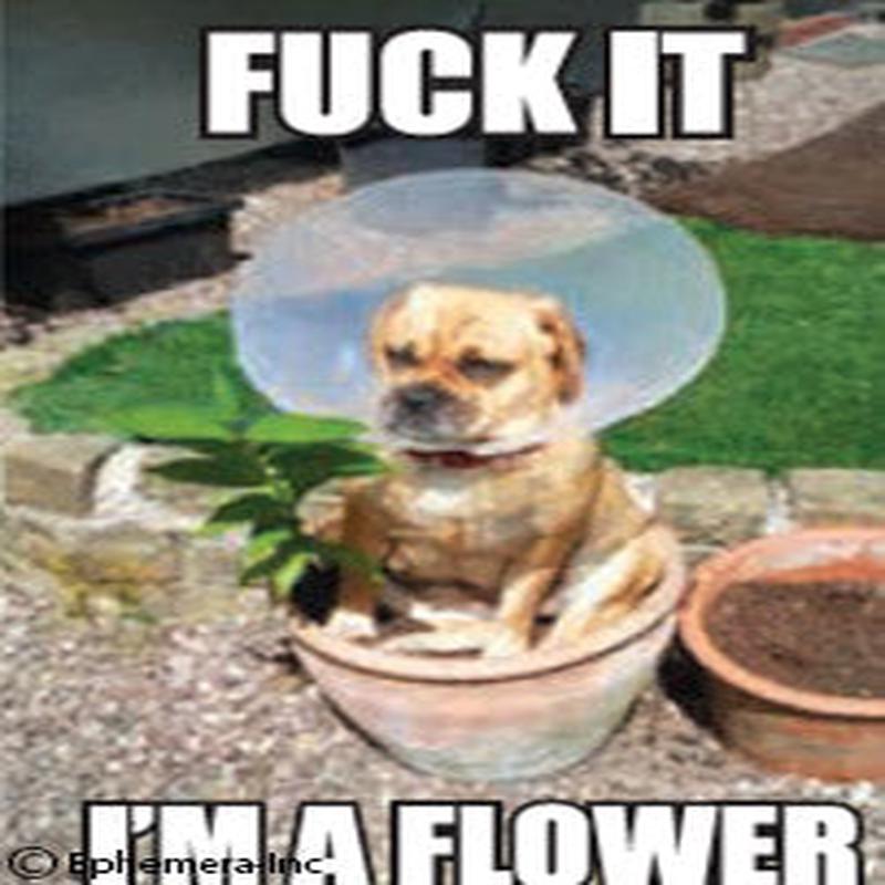 Ephemera Magnet F*ck It I'm a Flower