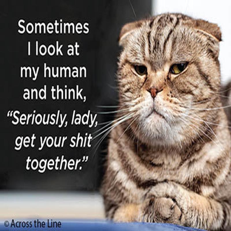 Ephemera Magnet Sometimes I look at my human