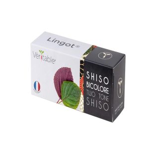 Veritable Lingot Shiso Bi Color