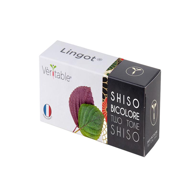 Veritable Lingot Shiso Bi Color